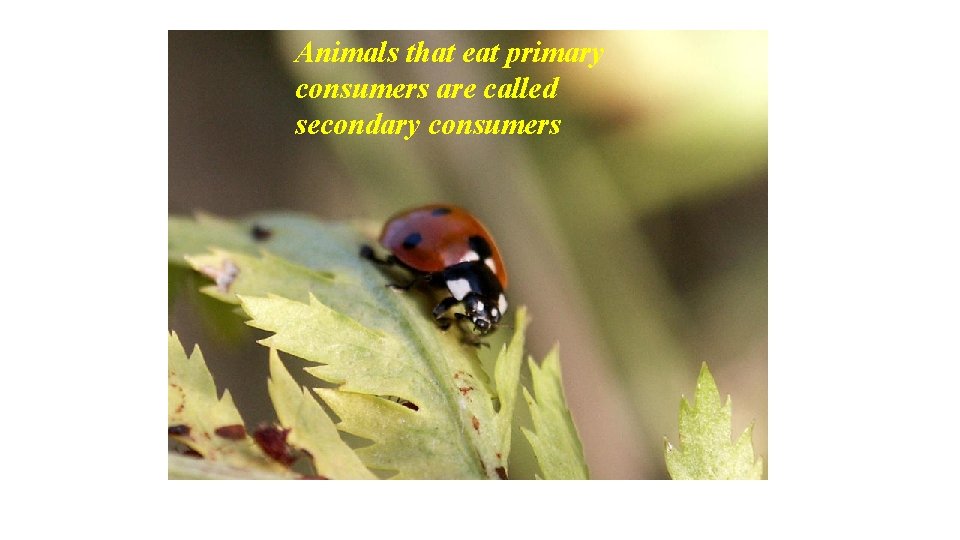 Animals that eat primary consumers are called secondary consumers 