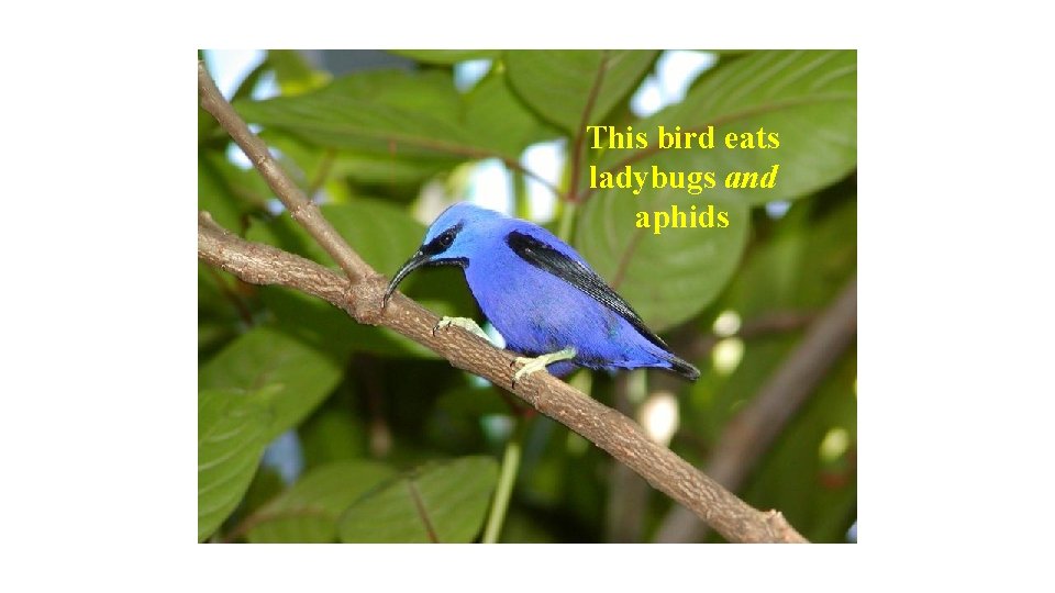 This bird eats ladybugs and aphids 