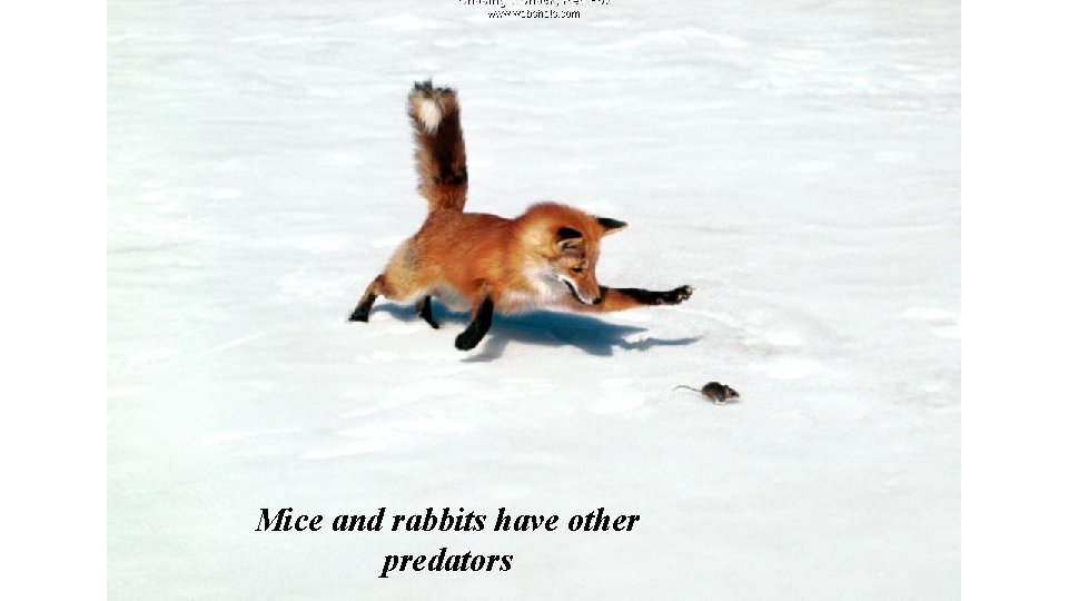 Mice and rabbits have other predators 