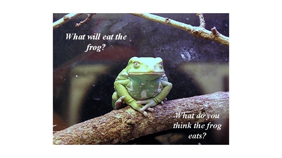 What will eat the frog? What do you think the frog eats? 