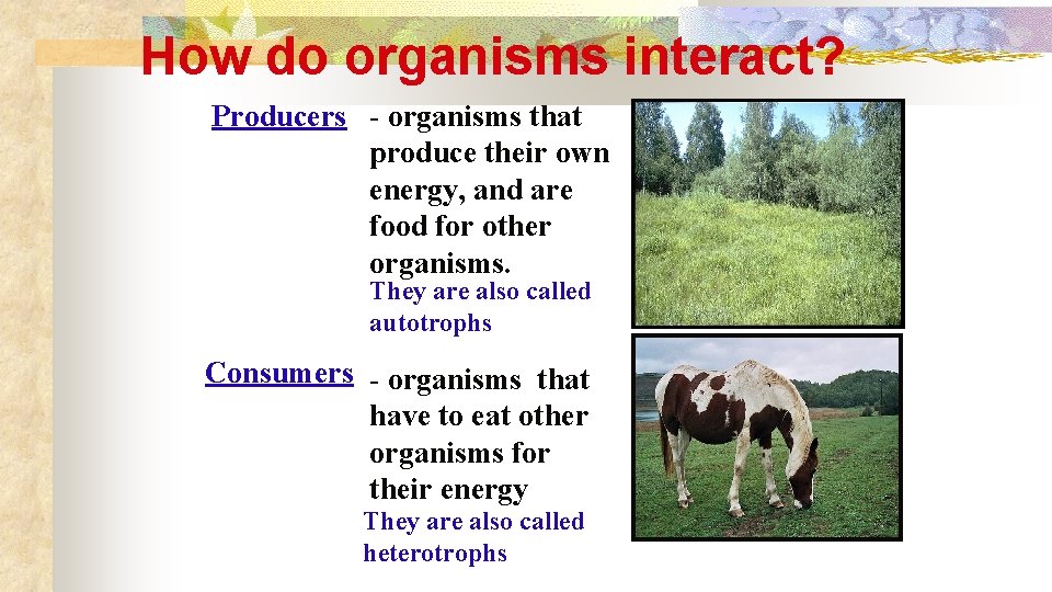 How do organisms interact? Producers - organisms that produce their own energy, and are
