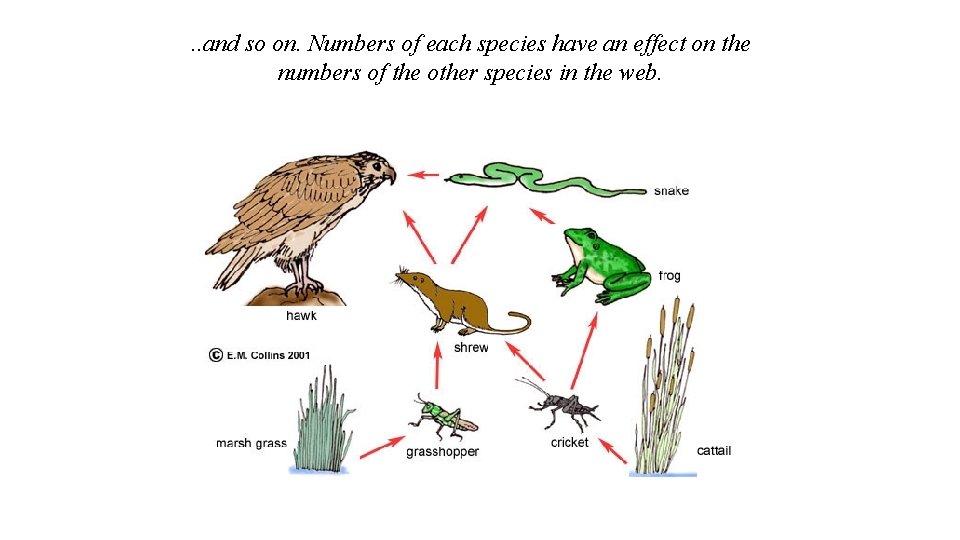 . . and so on. Numbers of each species have an effect on the