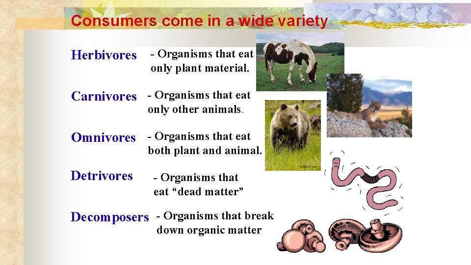 Consumers come in a wide variety Herbivores - Organisms that eat only plant material.