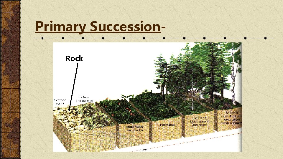 Primary Succession. Rock 