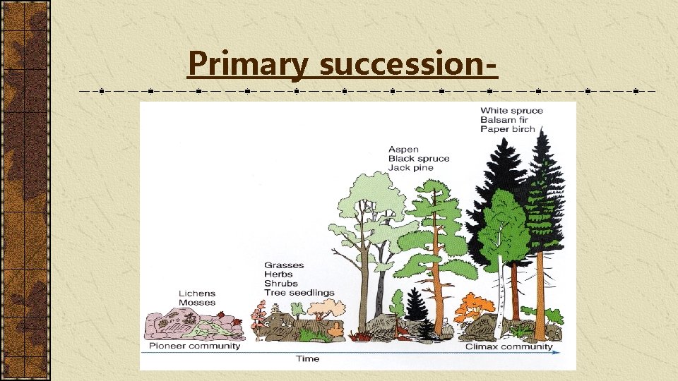 Primary succession- 
