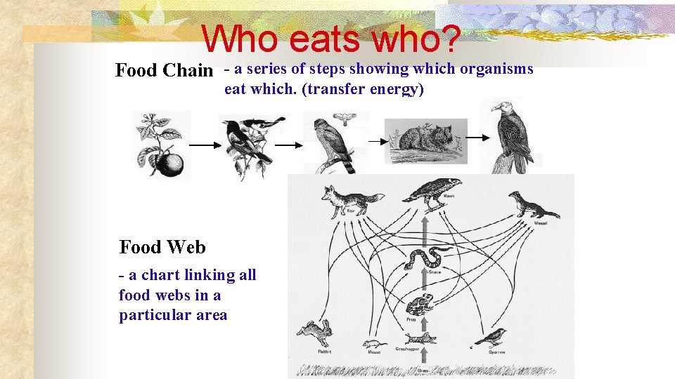Who eats who? Food Chain - a series of steps showing which organisms eat