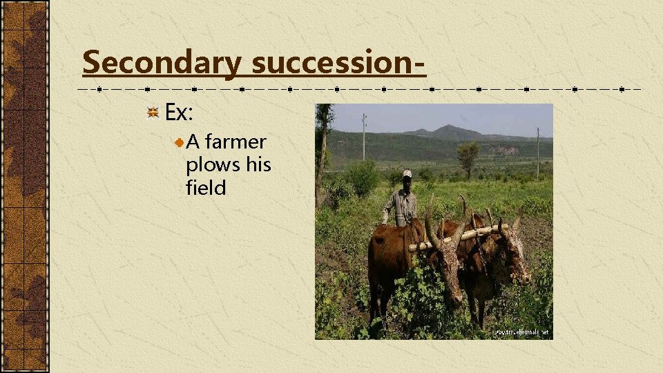 Secondary succession. Ex: A farmer plows his field 