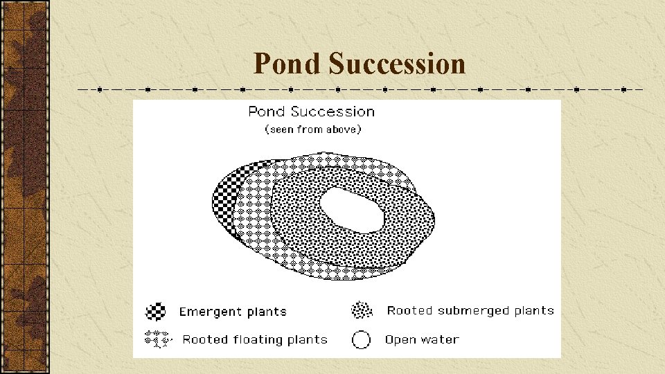 Pond Succession 