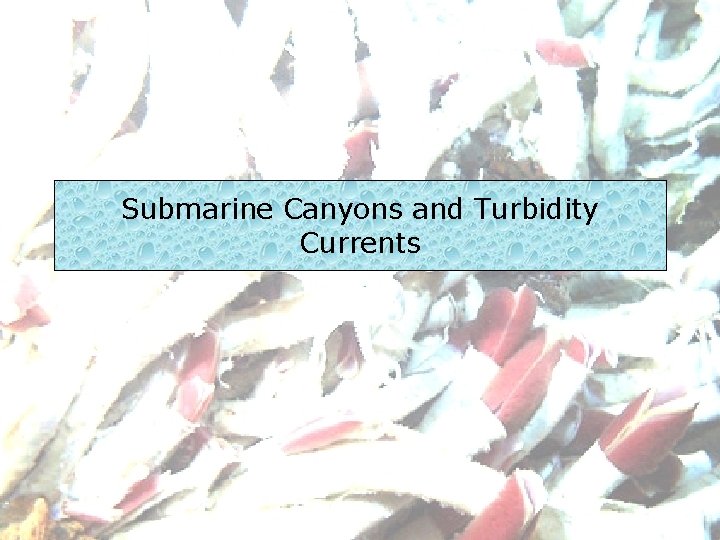 Submarine Canyons and Turbidity Currents 