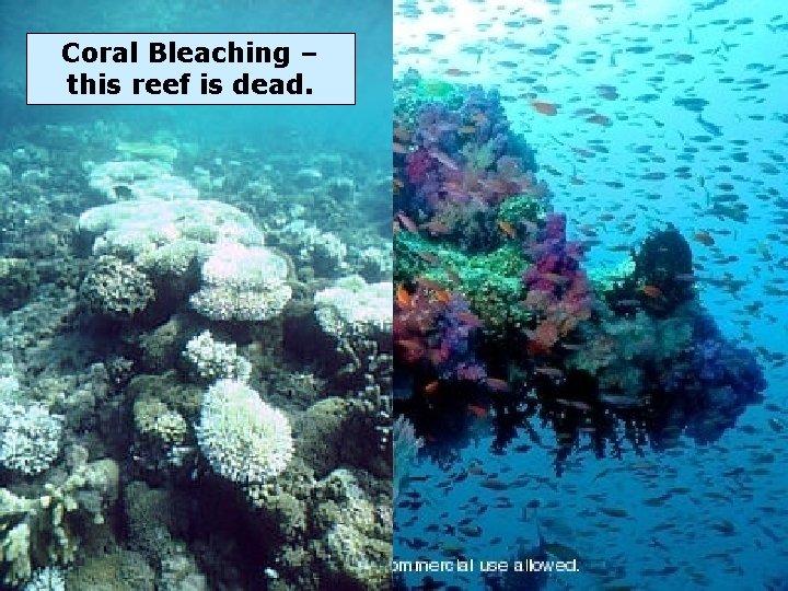 Coral Bleaching – this reef is dead. 