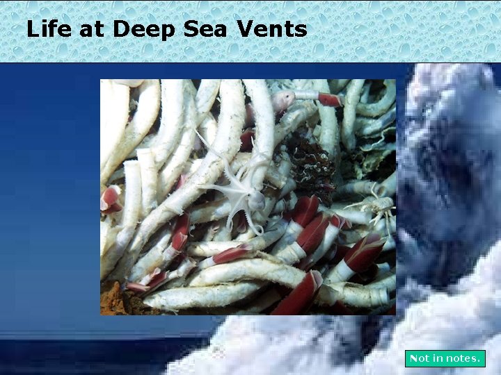 Life at Deep Sea Vents Not in notes. 