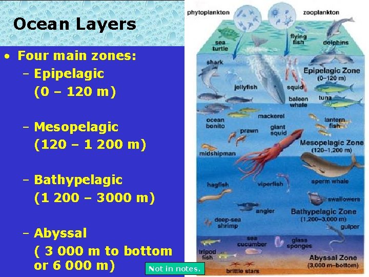 Ocean Layers • Four main zones: – Epipelagic (0 – 120 m) – Mesopelagic