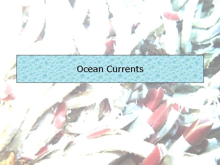 Ocean Currents 