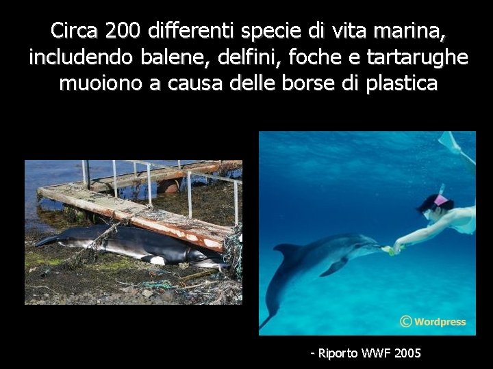 Circa 200 differenti specie di vita marina, includendo balene, delfini, foche e tartarughe muoiono