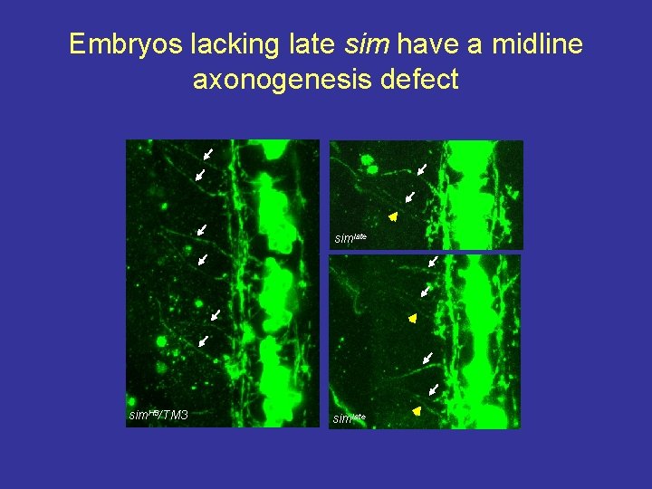 Embryos lacking late sim have a midline axonogenesis defect simlate sim. H 9/TM 3