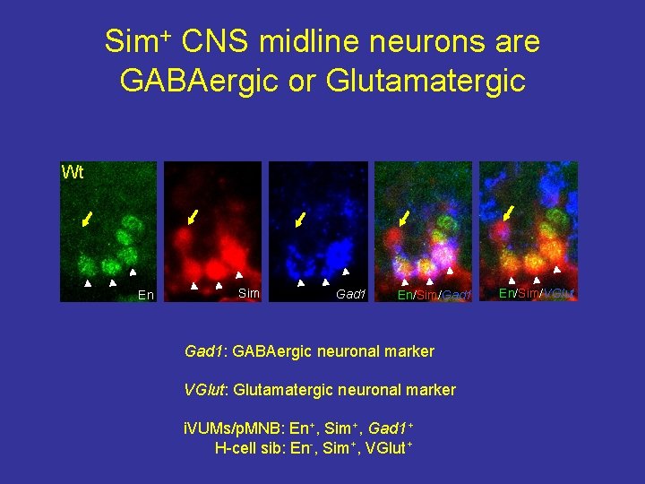Sim+ CNS midline neurons are GABAergic or Glutamatergic Wt En Sim Gad 1 En/Sim/Gad