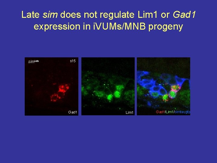 Late sim does not regulate Lim 1 or Gad 1 expression in i. VUMs/MNB