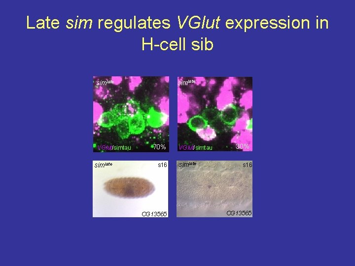 Late sim regulates VGlut expression in H-cell sib simlate VGlut/simtau simlate 70% s 16