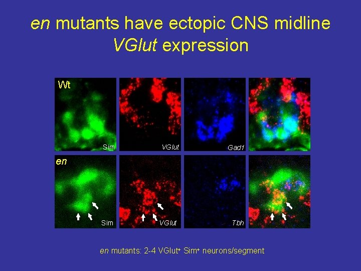 en mutants have ectopic CNS midline VGlut expression Wt Sim VGlut Gad 1 en