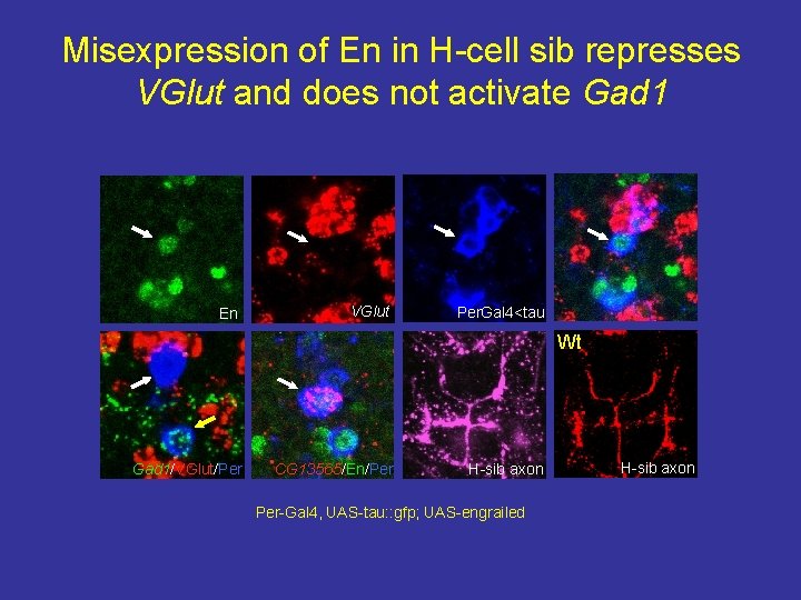 Misexpression of En in H-cell sib represses VGlut and does not activate Gad 1