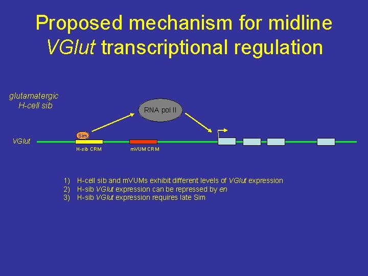Proposed mechanism for midline VGlut transcriptional regulation glutamatergic H-cell sib VGlut RNA pol II