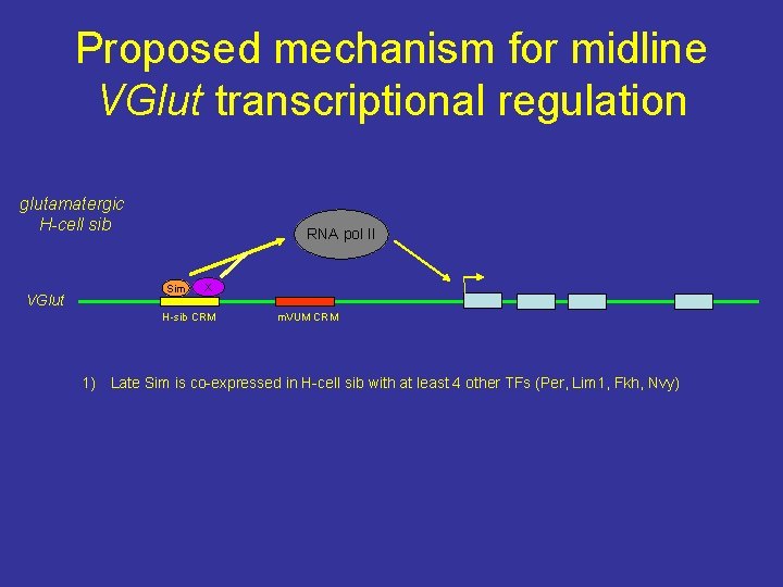 Proposed mechanism for midline VGlut transcriptional regulation glutamatergic H-cell sib VGlut RNA pol II