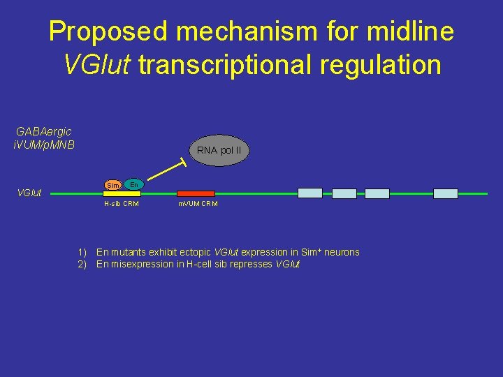 Proposed mechanism for midline VGlut transcriptional regulation GABAergic i. VUM/p. MNB VGlut RNA pol