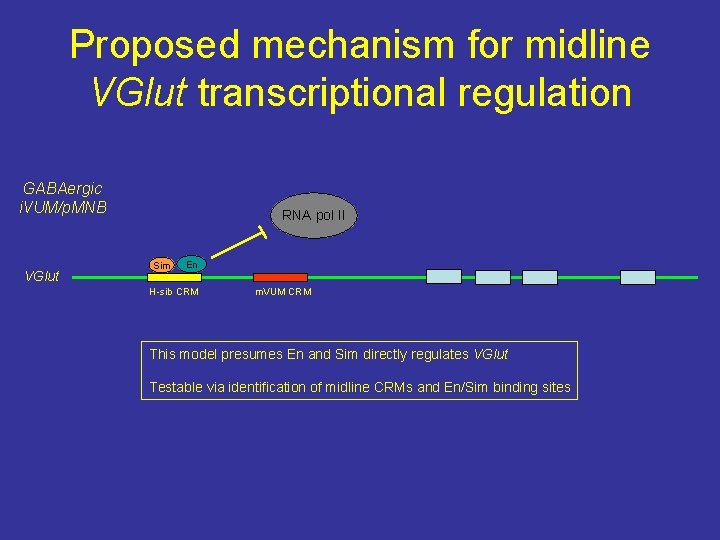 Proposed mechanism for midline VGlut transcriptional regulation GABAergic i. VUM/p. MNB VGlut RNA pol