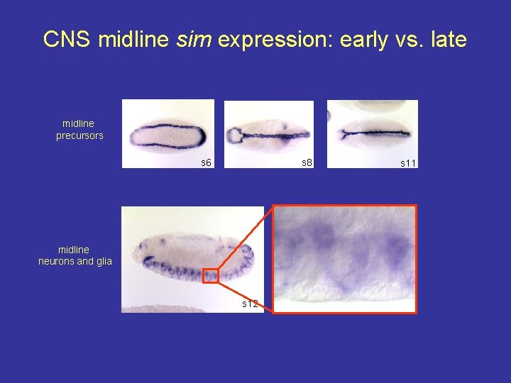 CNS midline sim expression: early vs. late midline precursors s 6 s 8 midline