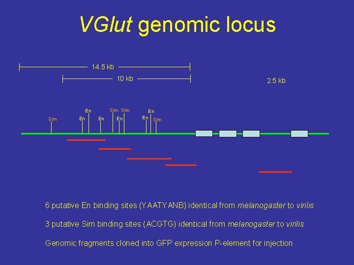 VGlut genomic locus 14. 5 kb 10 kb Sim En En En 2. 5