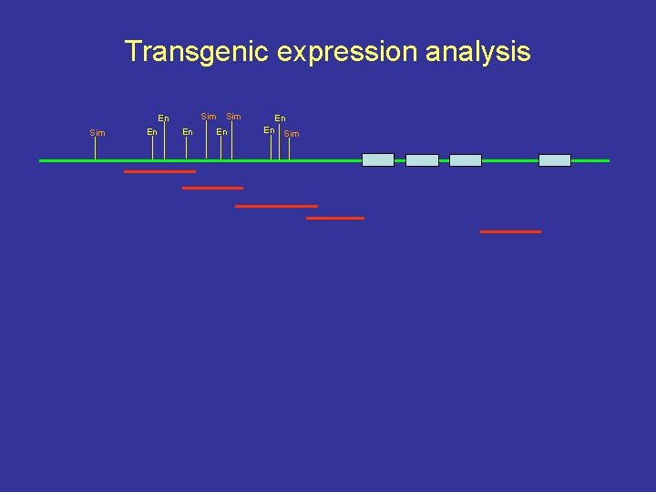 Transgenic expression analysis Sim En En En Sim 