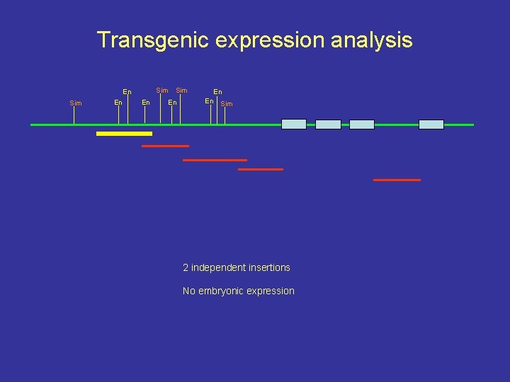 Transgenic expression analysis Sim En En En Sim 2 independent insertions No embryonic expression