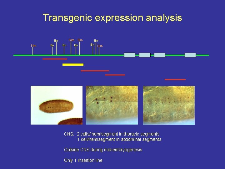 Transgenic expression analysis Sim En En En Sim CNS: 2 cells/ hemisegment in thoracic