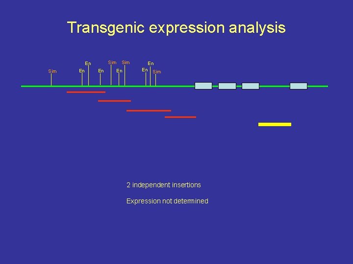 Transgenic expression analysis Sim En En En Sim 2 independent insertions Expression not determined