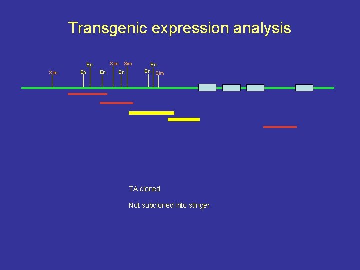Transgenic expression analysis Sim En En En Sim TA cloned Not subcloned into stinger