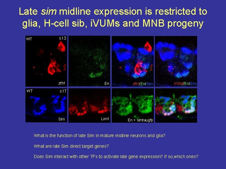 Late sim midline expression is restricted to glia, H-cell sib, i. VUMs and MNB