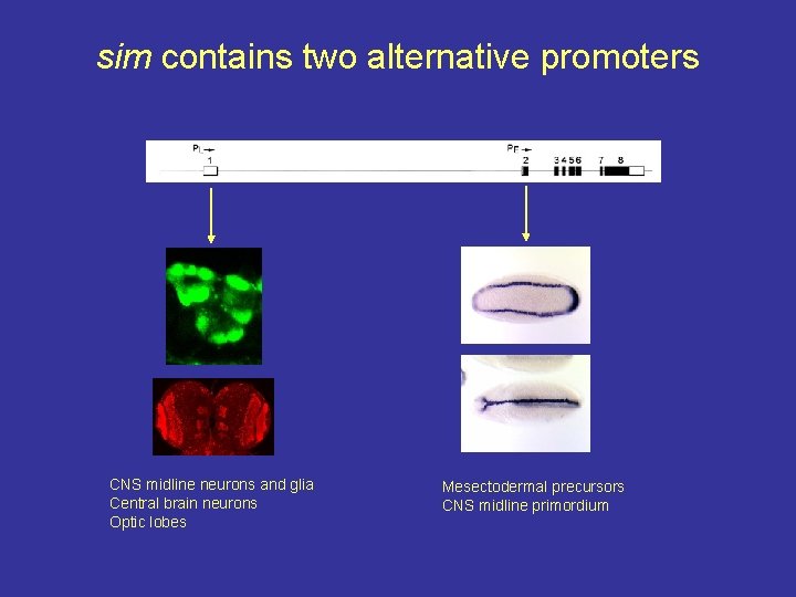 sim contains two alternative promoters CNS midline neurons and glia Central brain neurons Optic