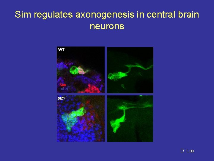 Sim regulates axonogenesis in central brain neurons WT Sim DAPI sim² D. Lau 