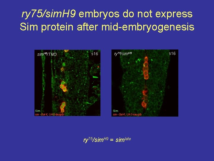 ry 75/sim. H 9 embryos do not express Sim protein after mid-embryogenesis sim. H