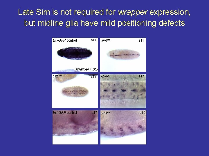 Late Sim is not required for wrapper expression, but midline glia have mild positioning