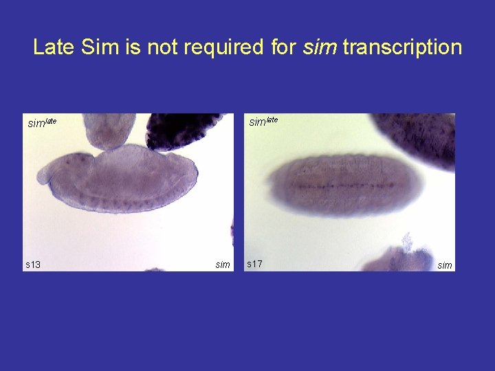 Late Sim is not required for sim transcription simlate s 13 sim s 17