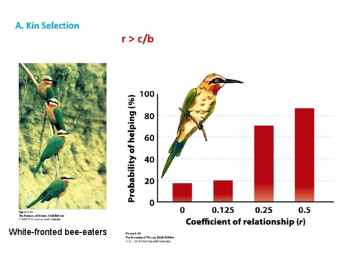 A. Kin Selection White-fronted bee-eaters r > c/b 