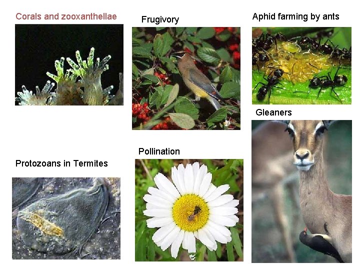 Corals and zooxanthellae Frugivory Aphid farming by ants Gleaners Pollination Protozoans in Termites 