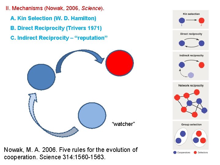 II. Mechanisms (Nowak, 2006, Science). A. Kin Selection (W. D. Hamilton) B. Direct Reciprocity