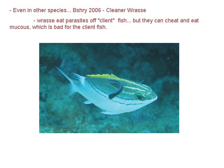 - Even in other species. . . Bshry 2006 - Cleaner Wrasse - wrasse