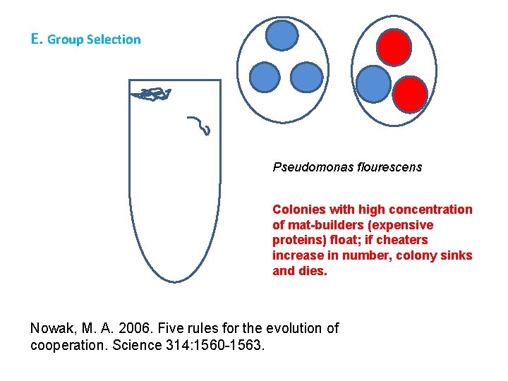 E. Group Selection Pseudomonas flourescens Colonies with high concentration of mat-builders (expensive proteins) float;