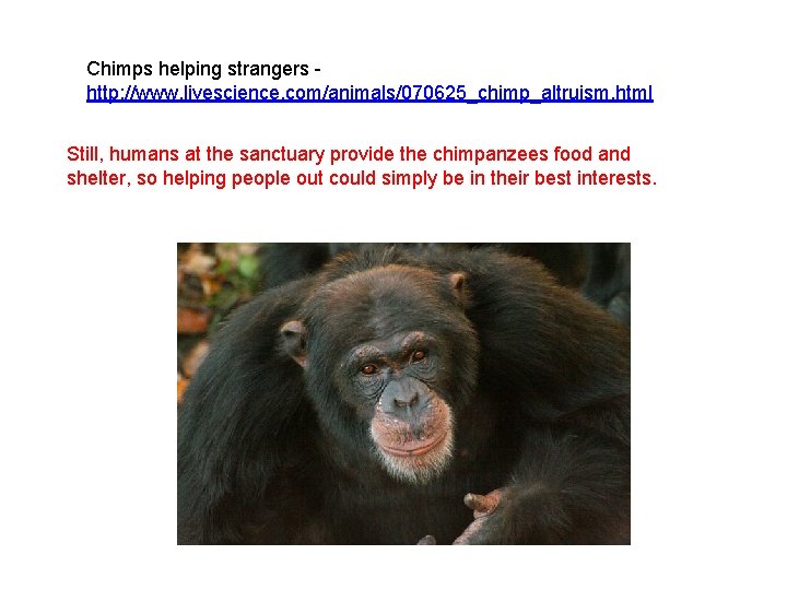 Chimps helping strangers http: //www. livescience. com/animals/070625_chimp_altruism. html Still, humans at the sanctuary provide