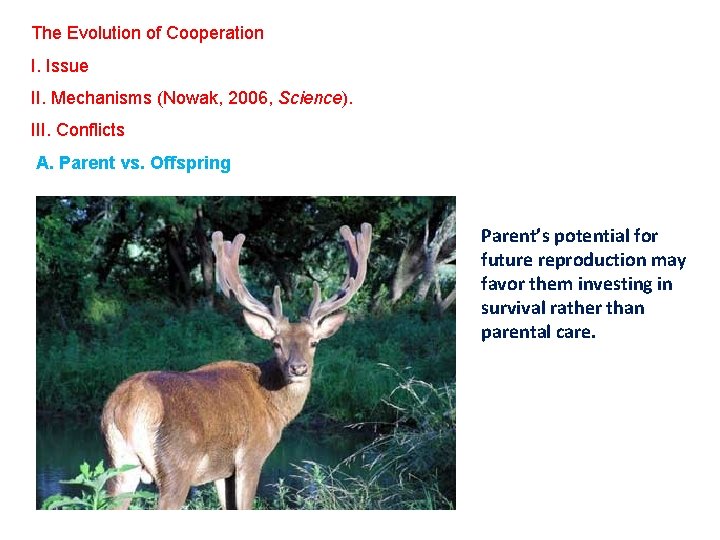 The Evolution of Cooperation I. Issue II. Mechanisms (Nowak, 2006, Science). III. Conflicts A.