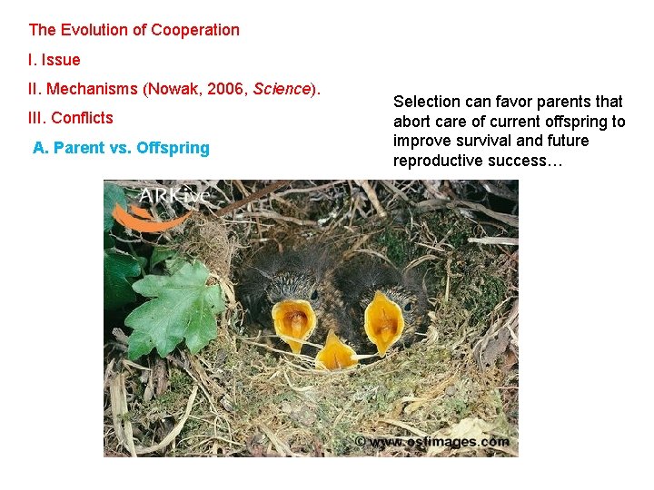 The Evolution of Cooperation I. Issue II. Mechanisms (Nowak, 2006, Science). III. Conflicts A.