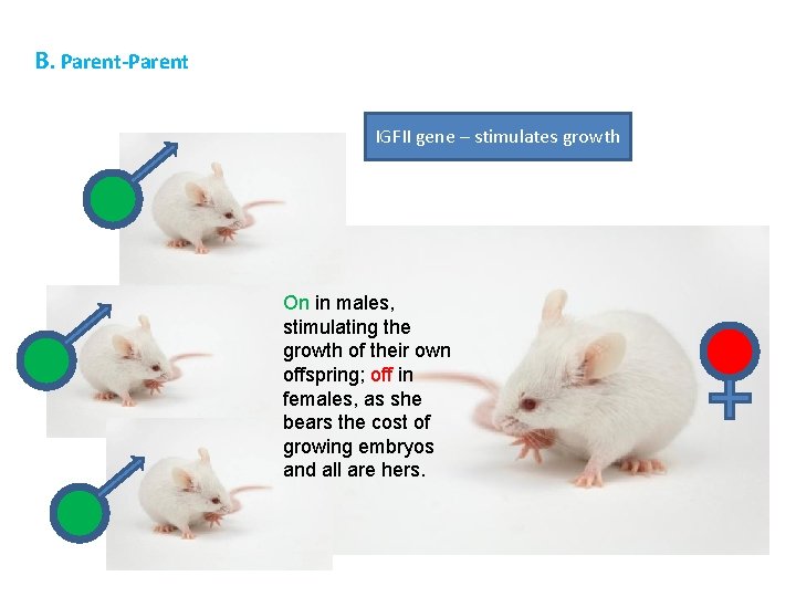 B. Parent-Parent IGFII gene – stimulates growth On in males, stimulating the growth of